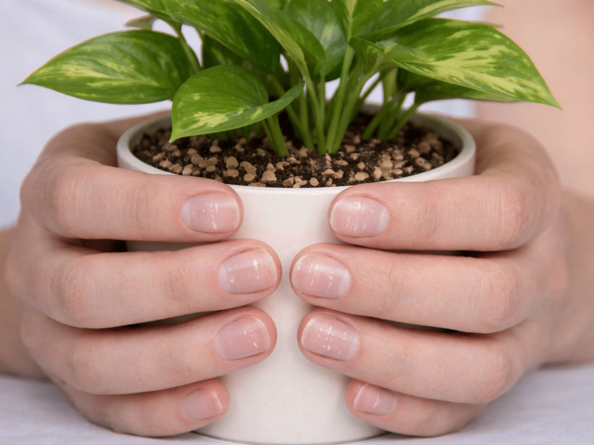 Hva betyr hvite flekker på&nbsp;neglene?